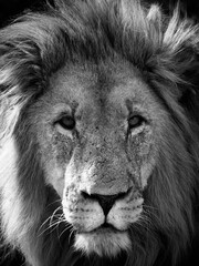 portrait of a lion in the savannah
