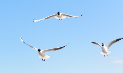 Three seagulls flying in the blue sky, with their wings open. Black-headed gulls (Chroicocephalus ridibundus) over Baltic sea.