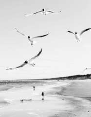 Flock of seagulls flying above the water, with a black crow standing at the background, black and white. Black-headed gulls (Chroicocephalus ridibundus) over Baltic sea.
