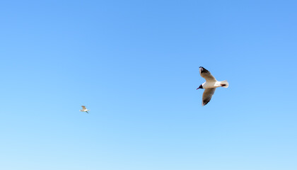White seagull flying in bright blue sky, with its wings open. Black-headed gull (Chroicocephalus ridibundus) over Baltic sea. Skyscape background.