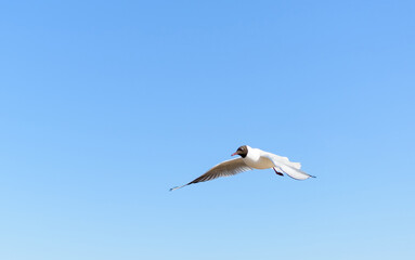 Fototapeta na wymiar White seagull flying in bright blue sky, with its wings open. Black-headed gull (Chroicocephalus ridibundus) over Baltic sea. Skyscape background.