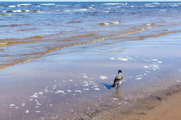 Grey crow, flying walking in sea water near seacoast, shot from the back. Hooded crow (Corvus cornix) at Baltic sea.