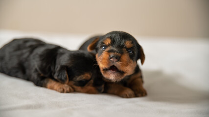 The first attempts to bark a Yorkshire terrier puppy, with his brother sleeping against him