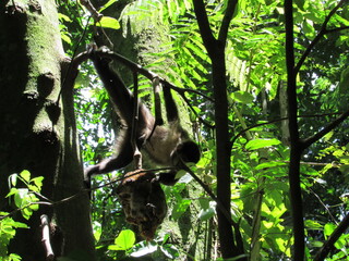 monkey in tree reaching for fruit in Rio de Janeiro