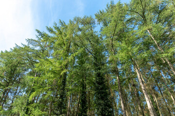 A Forest