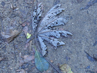 leaf on ground 