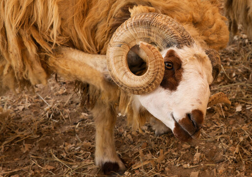 Beautiful curved horm of a Awassi sheep