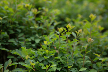 close up of a plant