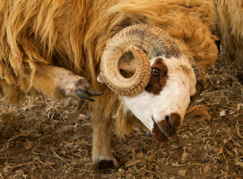 Portrait of a Awassi sheep