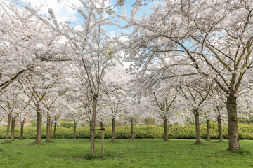 cherry blossom park in Amsterdam