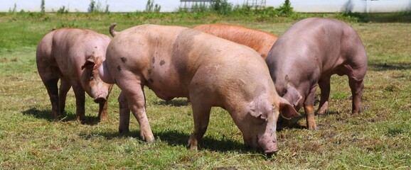 Fototapeta na wymiar Domestic pigs raising breeding in animal farm rural scene