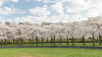 Obraz premium cherry blossom park in Amsterdam