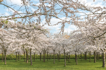 cherry blossom park in Amsterdam