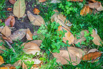 Grass and clover and magnolia leaves making a mess in a lawn - top view