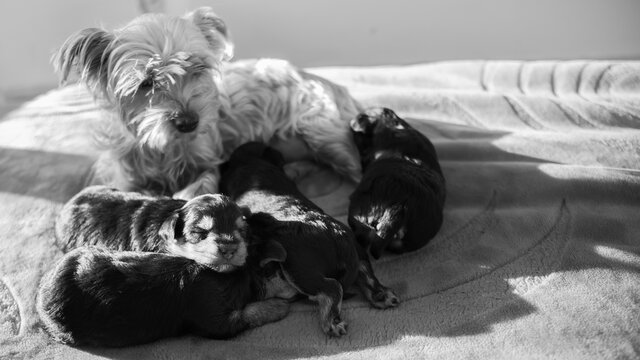 Young black and red puppy, two weeks old, of the Yorkshire terrier, sleeping against its mother, black and white