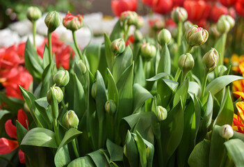 unblown buds of fresh tulips n Botanical Garden of Moscow University 