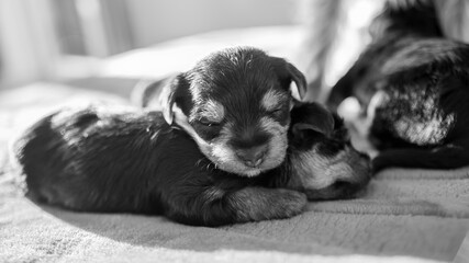 
Young puppy, two weeks old, Yorkshire terrier, sleeping on his brother, black and white