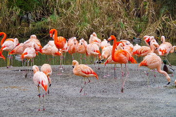 Obraz premium Flamingos, a group of pink flamingos birds walks on a sunny day