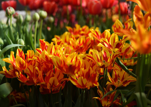 Orange, Yellow, Red, Striped Tulips, MONSELLA, El Cid in Botanical Garden of Moscow University "Pharmacy Garden" or "Aptekarskyi ogorod"