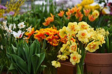 Tulips and Fresh Blooming Terry Yellow Shallow-crowned Narcissus Double Fashion Double Gold Medal Tahiti Hybrid Variety 