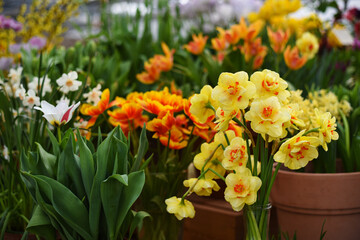 Tulips and Fresh Blooming Terry Yellow Shallow-crowned Narcissus Double Fashion Double Gold Medal Tahiti Hybrid Variety 