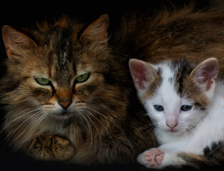 Family cats in the garden. 