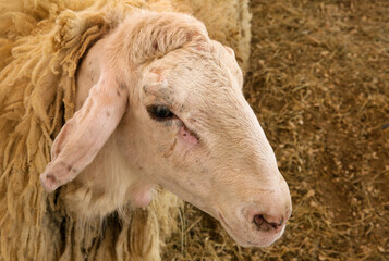 Fototapeta premium Portrait of a Najdi heep