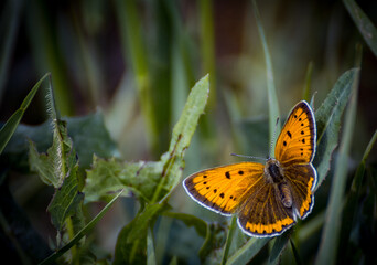 Butterfly in the park. 