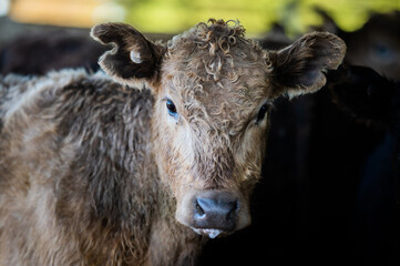 Beef cows and calves grazing on grass in south west victoria, Australia. eating hay and silage....