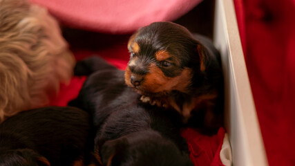
Young two week old puppy, exploring the world