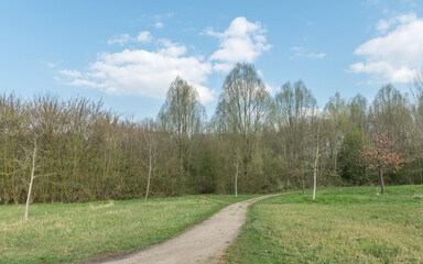 the Amsterdam forest