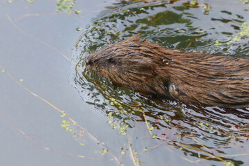 Musk rat in water
