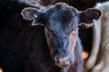 Beef cows and calves grazing on grass in south west victoria, Australia. eating hay and silage....