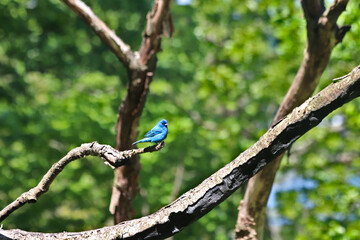 Indigo bunting on branch