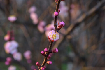 Apricot tree blooming, Krasnodar territory, Russia.