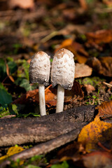 Grzyby © Jarek Rymarz