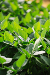 Green Soy, Agriculture Soy, Soy, Soja Verde, Plantação de Soja, Soja, folha de soja, soy leaf