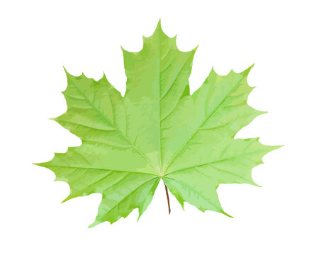 Green maple leaf isolated on white background Vector illustration.