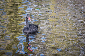 black swan with reflection in water