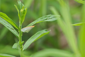 Moth under a leaf