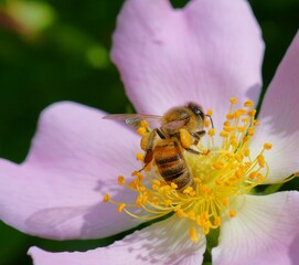 A bee collects pollen from a rose hip. Flower landscape.