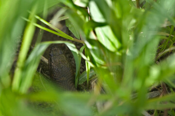 Snake in the grass