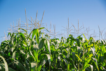 corn on the cob, corn yellow, milho amarelo, plantação de milho, milho na espiga, espiga de milho