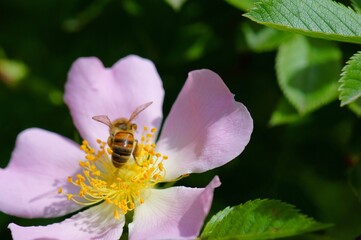 A bee collects pollen from a rose hip. Flower landscape.