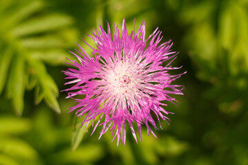 Purple Cornflower, Bilberry Cornflower close-up top view.