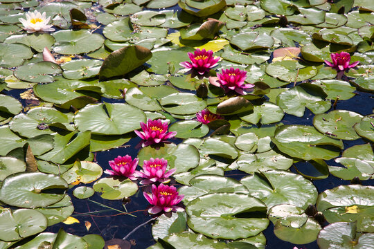 lago di cei ninfea colorata presso Rovereto