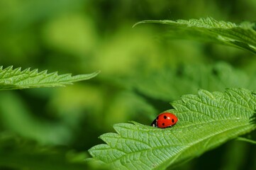 Ladybug in the green grass. Insects in nature.