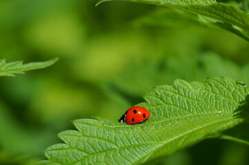 Ladybug in the green grass. Insects in nature.