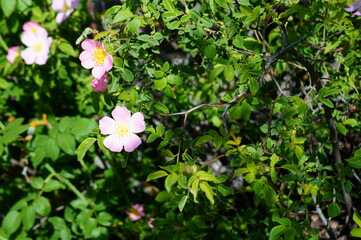 Blooming pink wild rose in nature. Flower landscape.