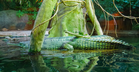 The gharial (Gavialis gangeticus), also known as the gavial, fish-eating crocodile is a crocodilian in the family Gavialidae.